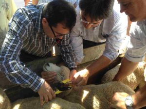 Curso regional sobre la genética de ovinos y caprinos resistentes a parásitos en 2016, INIA. Uruguay. (Credit: K. Periasamy, IAEA)