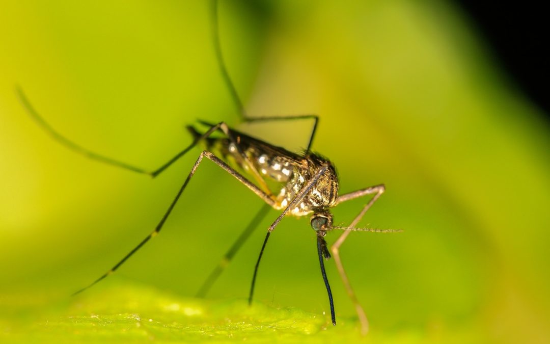 Fortalecimiento de la capacidad regional para la adopción de la Técnica de Insectos Estériles (TIE) como componente de los programas de control de mosquitos en América Latina y el Caribe- 2024-2028