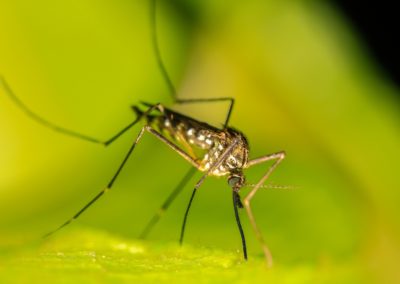 Fortalecimiento de la capacidad regional para la adopción de la Técnica de Insectos Estériles (TIE) como componente de los programas de control de mosquitos en América Latina y el Caribe- 2024-2028