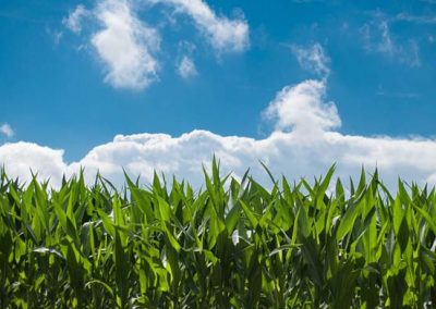 Mejora de la productividad de la agricultura a través de mejores prácticas agrícolas y variedades mejoradas.