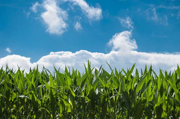 Mejora de la productividad de la agricultura a través de mejores prácticas agrícolas y variedades mejoradas.