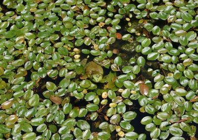 Elaboración de indicadores para determinar los efectos de los pesticidas, metales pesados y contaminantes nuevos en ecosistemas acuáticos continentales importantes para la agricultura y la agroindustria.