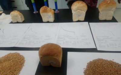 Las técnicas isotópicas ayudan a mejorar el uso de los fertilizantes y proteger el medio ambiente