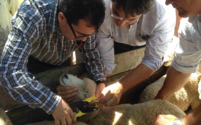 Concluye cooperación regional para mejorar la salud animal y la productividad agropecuaria