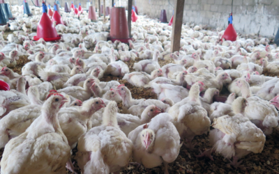 Laboratorios de la región inician cooperación para enfrentar brotes de enfermedades animales y zoonóticas