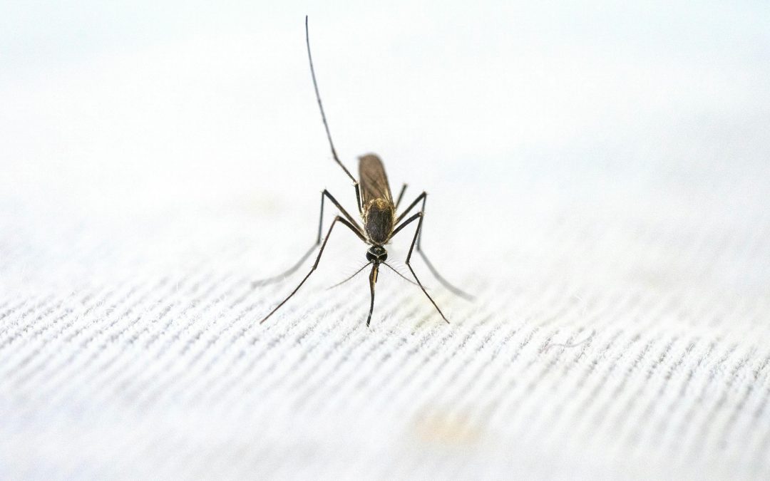 Validación de la técnica del insecto estéril para el control de la mosca sudamericana de la fruta.