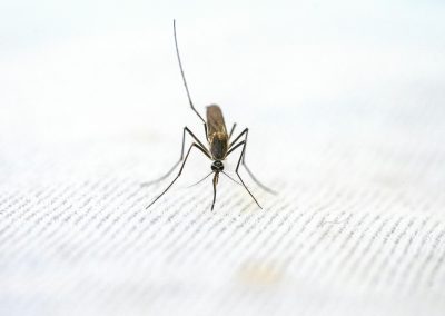 Validación de la técnica del insecto estéril para el control de la mosca sudamericana de la fruta.